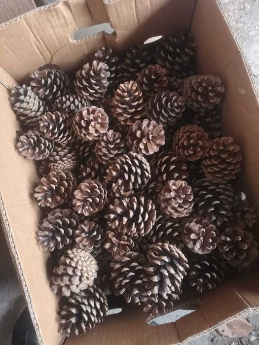 Vand conuri de pin / conuri de brad MARI, TARI, PERFECTE