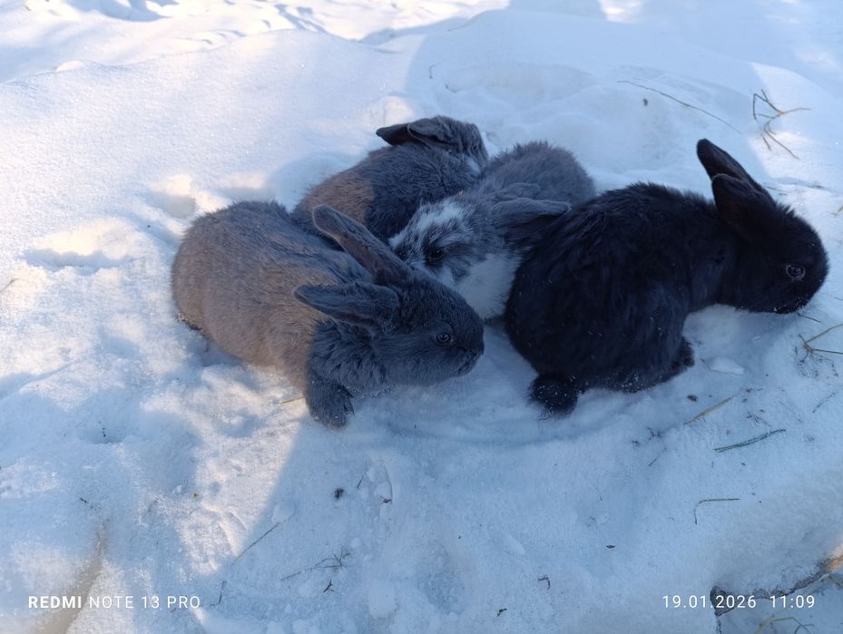 Кролики баран+ строкач