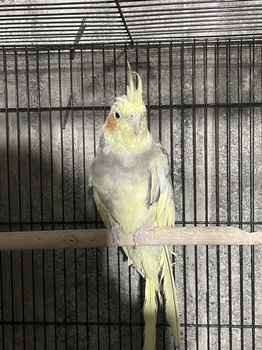 Папугай карелла