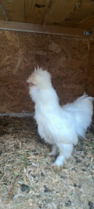 Vand 2 cocosi de matase japoneza/paduana frezata