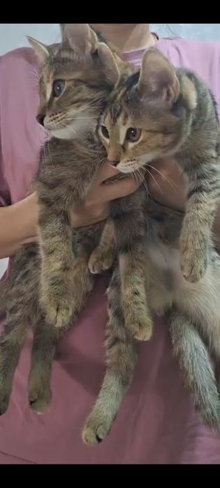 Отдам котят 5 месяцев в добрые руки