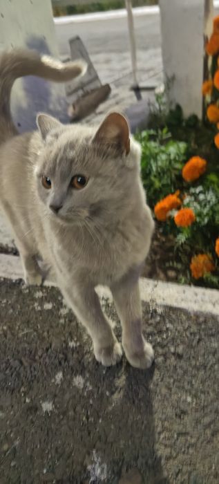 Отдам в добрые руки