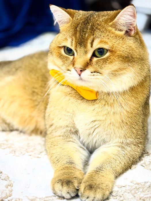 Zalataya Britanskaya shinshilla