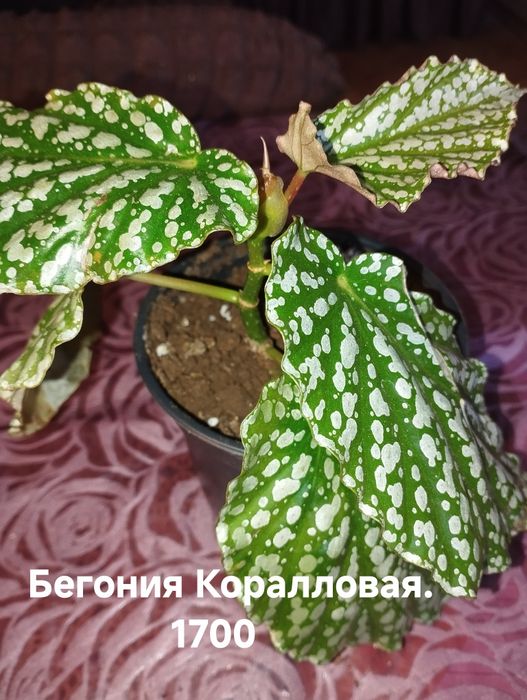 Продам комнатные растения Бегонии