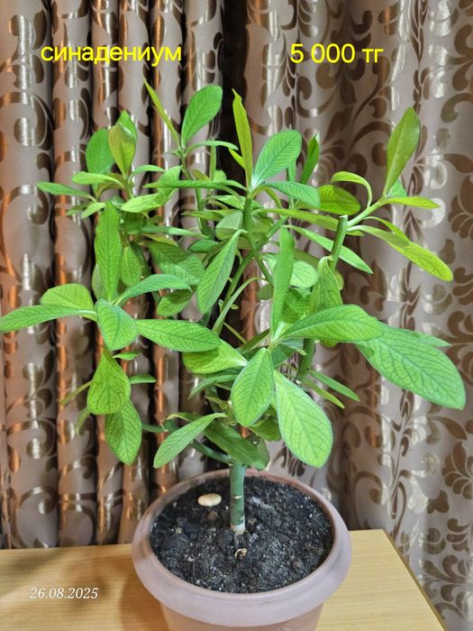 Комнатные растения