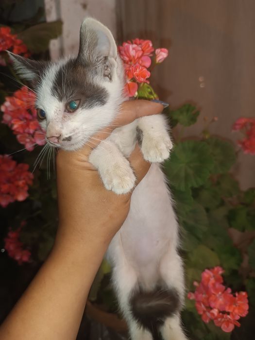 Подаряват се котенца