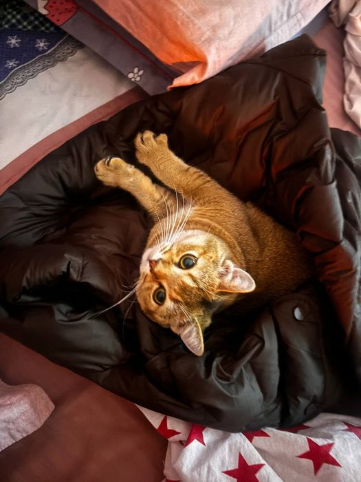 Продаётся котёнок