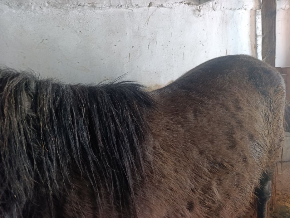 Бин сатылады откорм