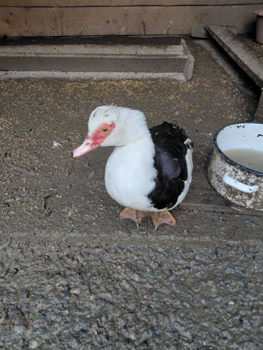 Vând   Rațe  tinere  Mute