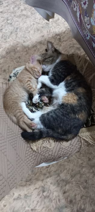 Котята в добрые заботливые руки