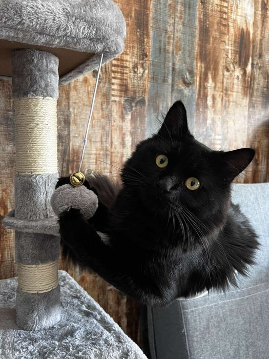 Катерушка за котки