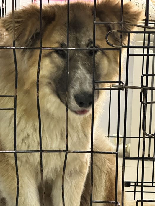 Ищем дом крупной собаке