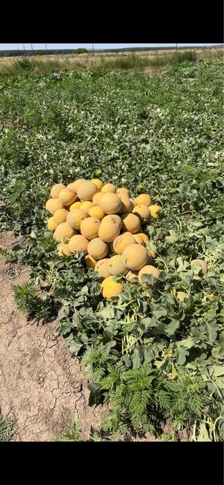 pepeni galbeni disponibili
