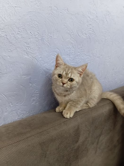 Продам котёнка 3 месяц британка