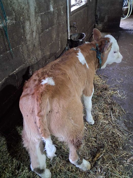 Vând vițel alb cu roșu