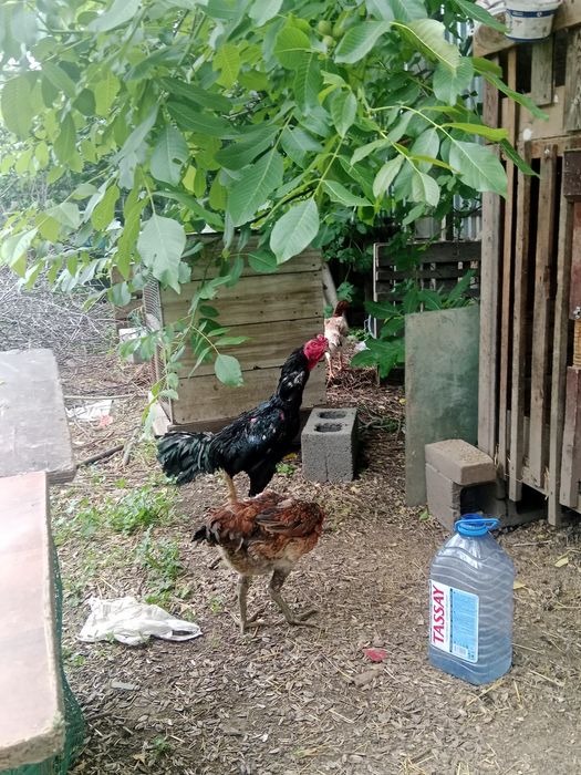 Продам дакан срочно