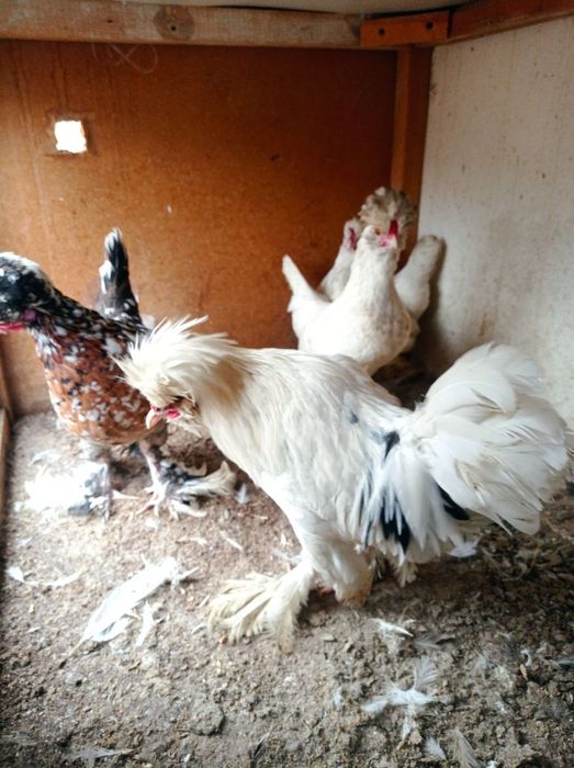 Карис японлар сотилади