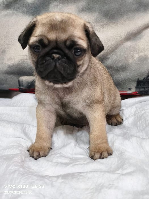 Очаровательный мопсик