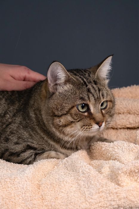 Котик Себáстьян , 10 месяцев