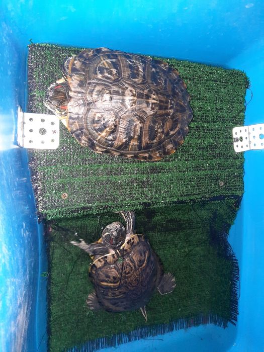 Продам черепашки красноухи