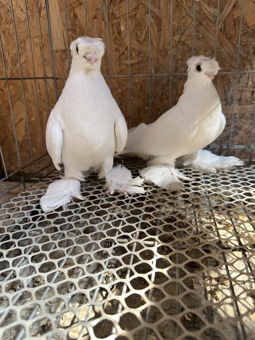 Продам домашних голубей