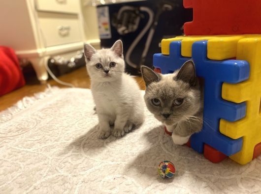 Британские котята