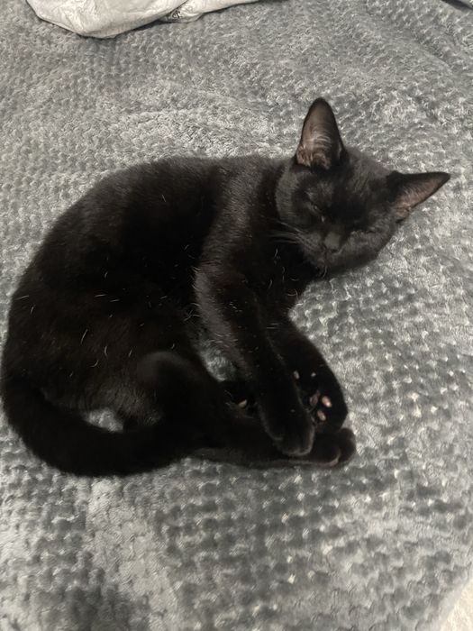 Котенок девочка британка
