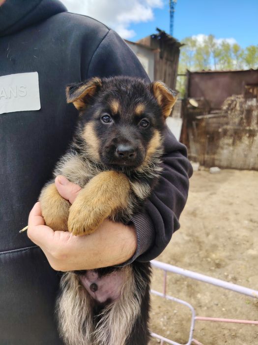 Продам  щенят немецкой овчарки.