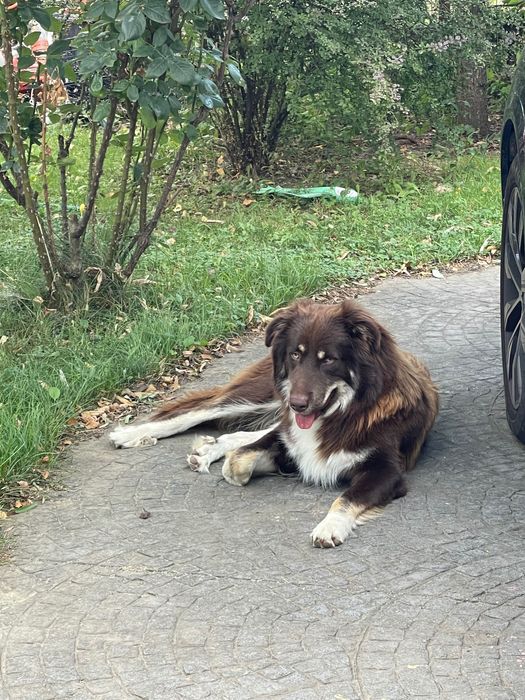 Donez câine Ciobănesc australian