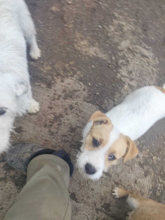 Donez cățelușe  metișe