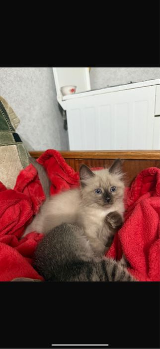 Продам сиамского котенка