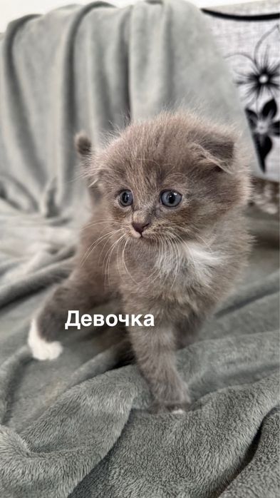 Вислоухие котята