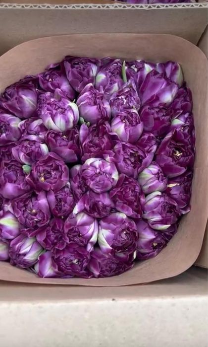 Тюльпаны оптом и в розницу