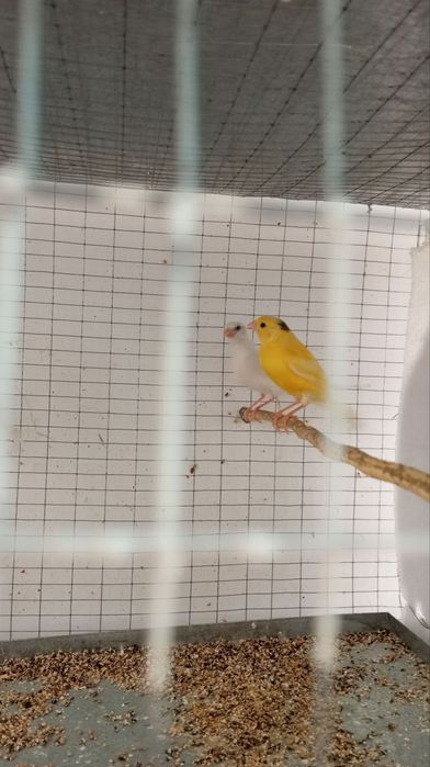 Канарейка ёшлари маладой