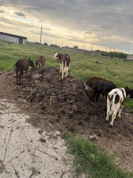 Vitei metis angus