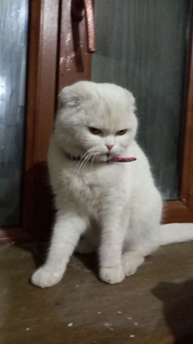 Нашли кошечку вислоухая