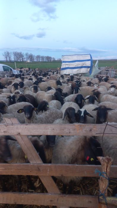 Oi cu miei și gestante