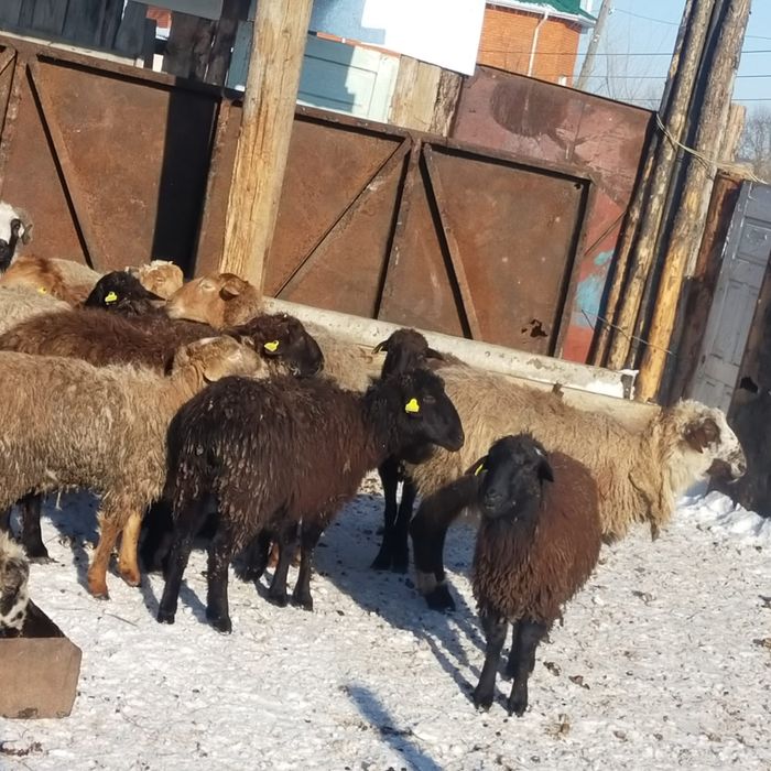 17баранов по 60тыс