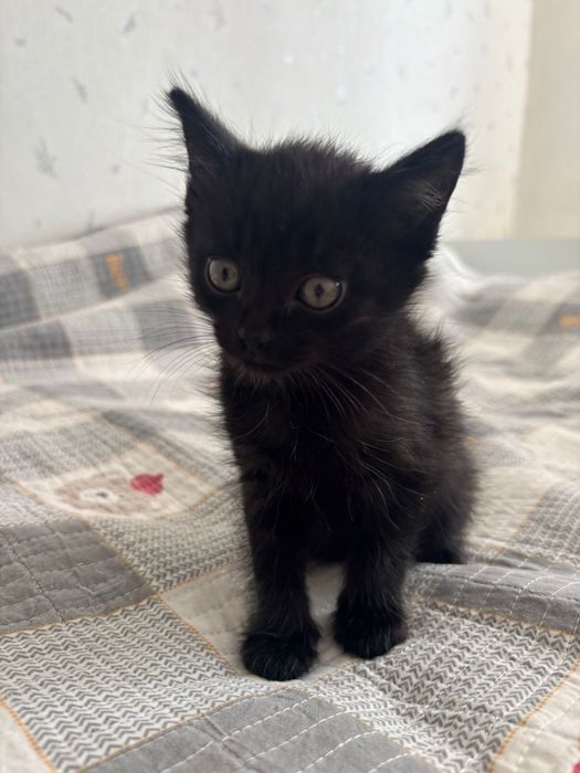 Котенок отдадим