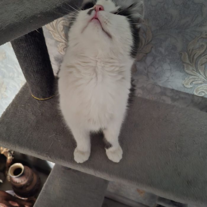 Отдам в хорошие руки