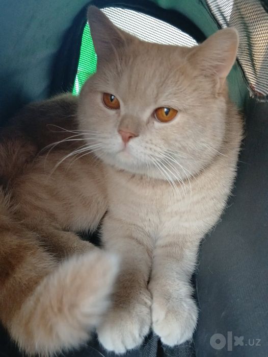 Britan Shorthair, soglom mushuk
