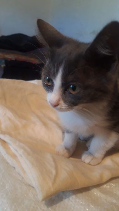 Отдам котят в хорошие руки