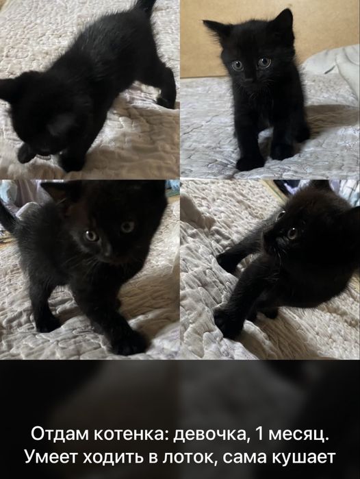 Отдам котят в доброе руки.