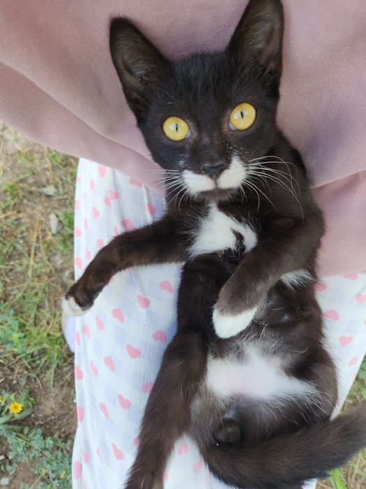 Отдам котенка в добрые руки!