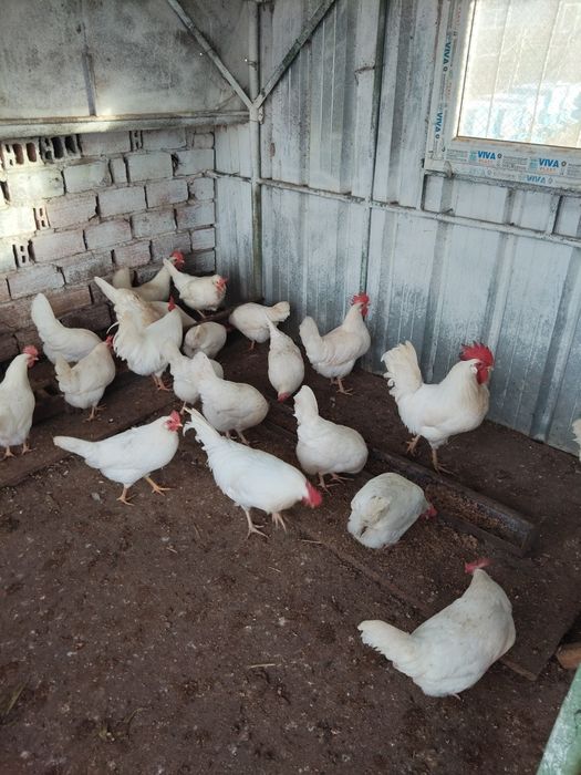 Разплодни яйца от бял легхорн