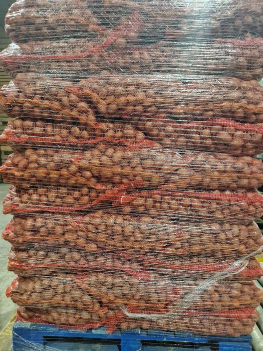 Cartofi de sământă belarosa cat A