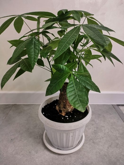 Растения комнатные . Доставка