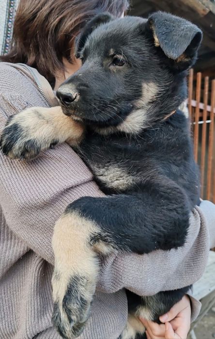 Щенки восточно-европейской овчарки