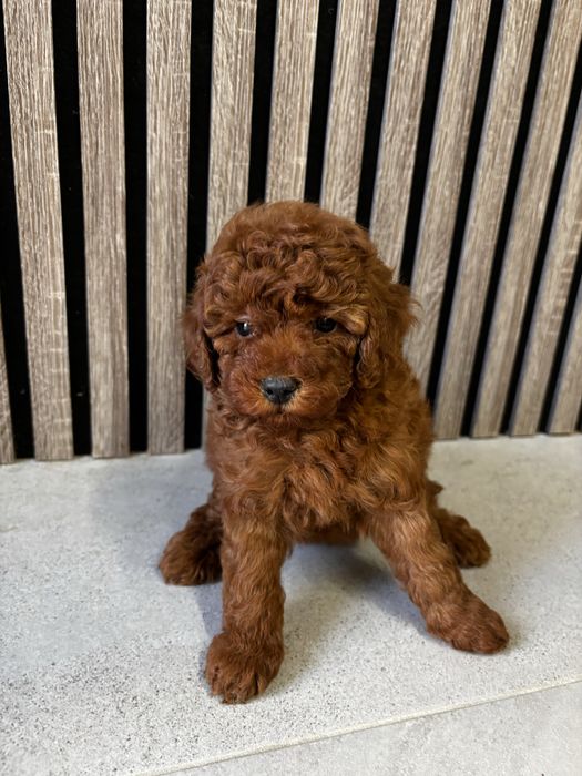 Мини Пyдел момиче / Mini Poodle girl