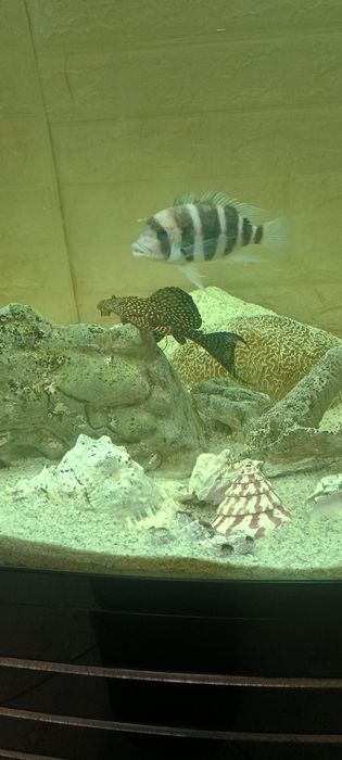 Продавам 1000л.аквариу,999ев.